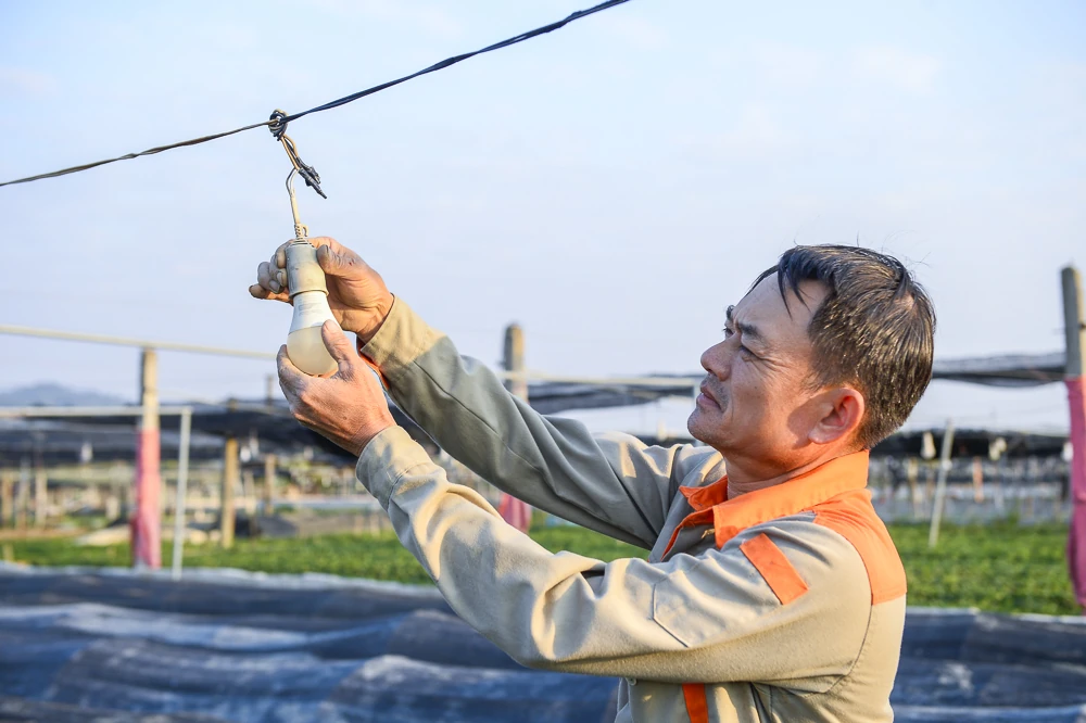 Nông dân làng hoa lớn nhất Thanh Hóa tất bật chăm vụ Tết