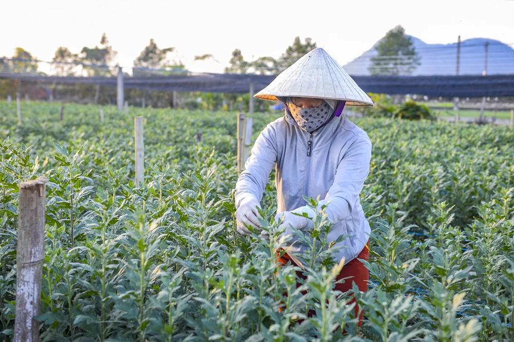 Nông dân làng hoa lớn nhất Thanh Hóa tất bật chăm vụ Tết