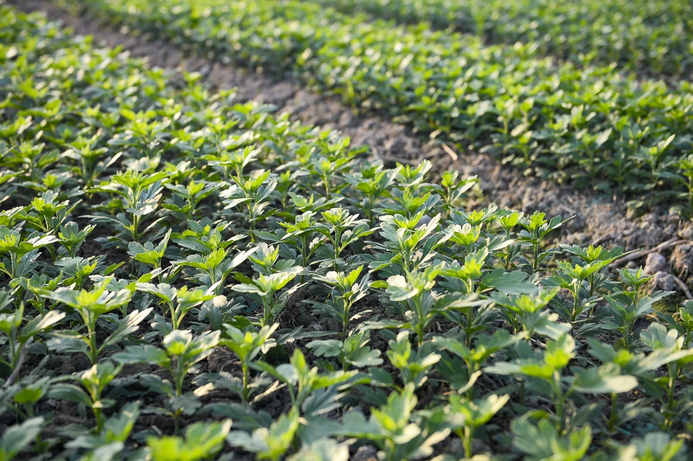 Nông dân làng hoa lớn nhất Thanh Hóa tất bật chăm vụ Tết