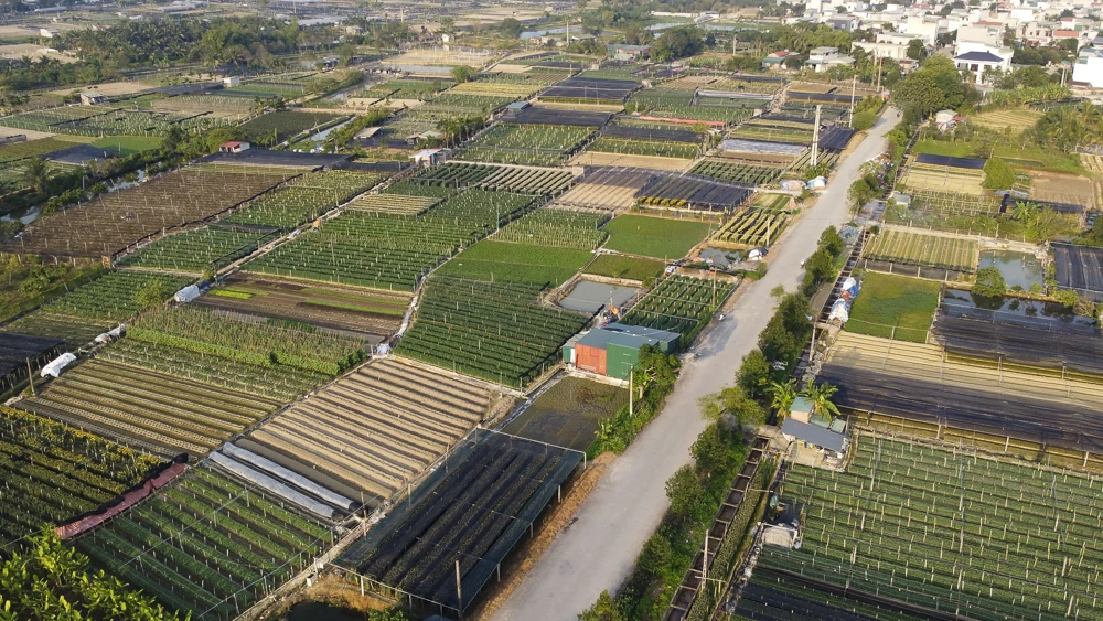 Nông dân làng hoa lớn nhất Thanh Hóa tất bật chăm vụ Tết