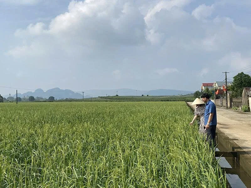 Đánh thức sản phẩm đặc hữu của địa phương