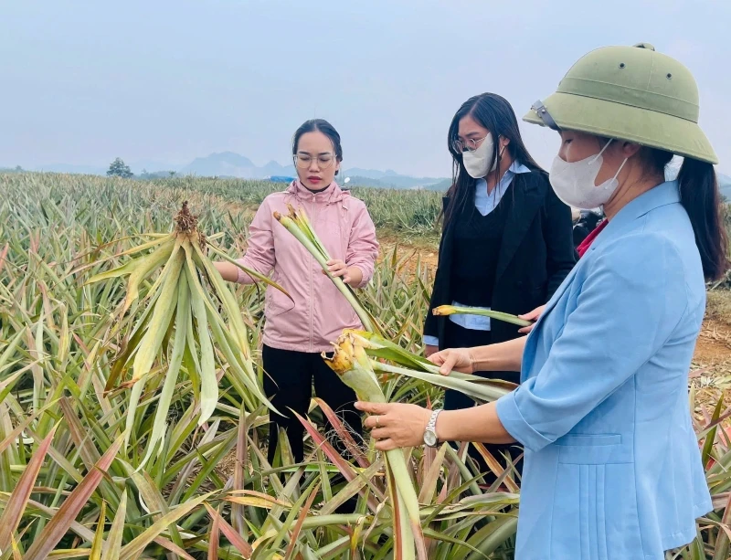 Xác định nguyên nhân bước đầu khiến 500ha dứa bỗng nhiên héo úa, chết hàng loạt