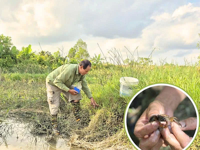 “Vua cáy” nơi đồng trũng