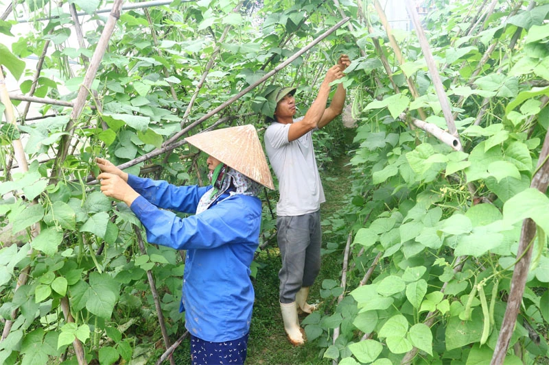 Kết nối cung cầu tạo đà cho nông sản Thanh Hóa vươn xa ( Bài 2): Phát triển hệ thống kinh doanh, phân phối nông sản thực phẩm