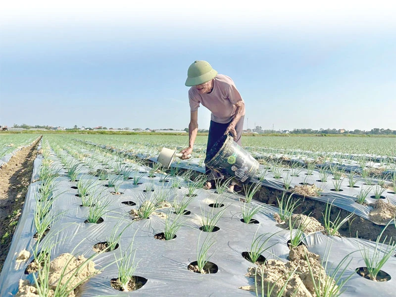 Nhiều khó khăn trong sản xuất vụ đông