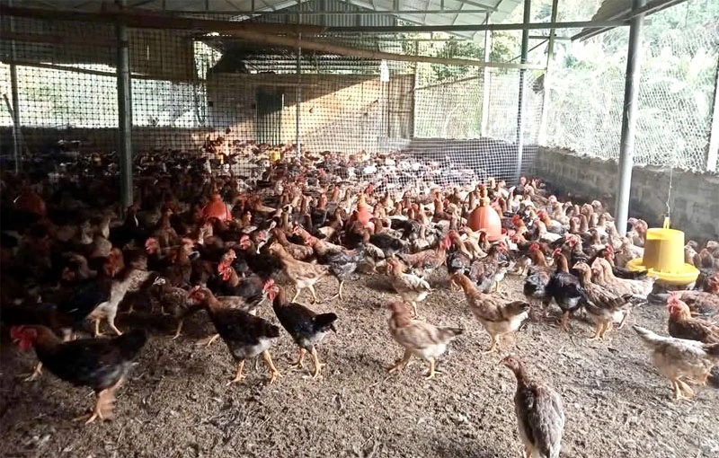 Chuyển biến trong giảm nghèo ở xã Quan Sơn