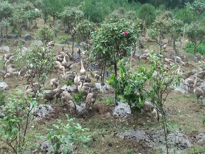 Những “công nhân ngỗng