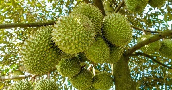 Thí điểm truy xuất nguồn gốc sầu riêng hướng tới chuỗi cung ứng bền vững