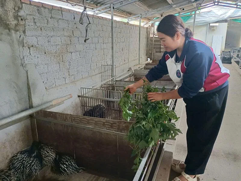 Mậu Lâm: Nhiều giải pháp nâng cao thu nhập cho người dân