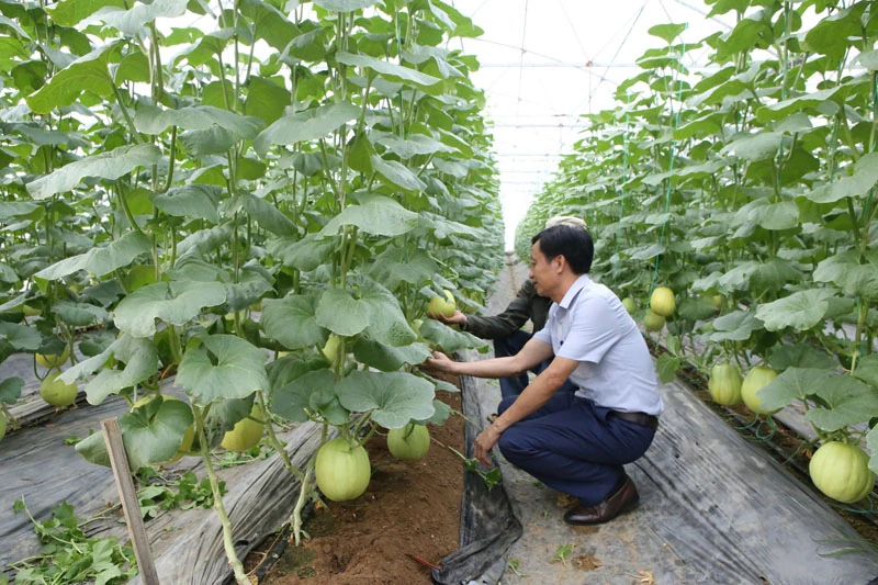 Tập trung phát triển sản phẩm nông nghiệp chủ lực