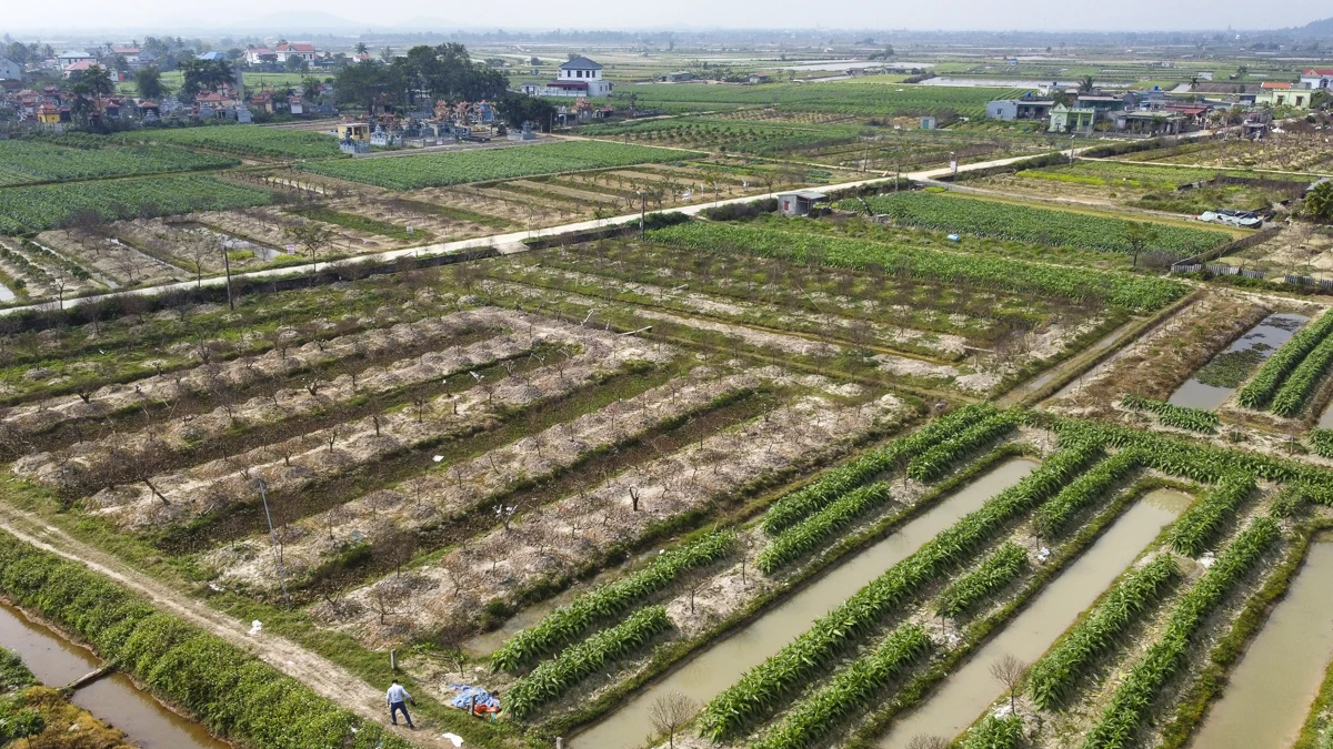 Đào chết sau mưa bão, người dân Quảng Chính lo sinh kế vụ Tết