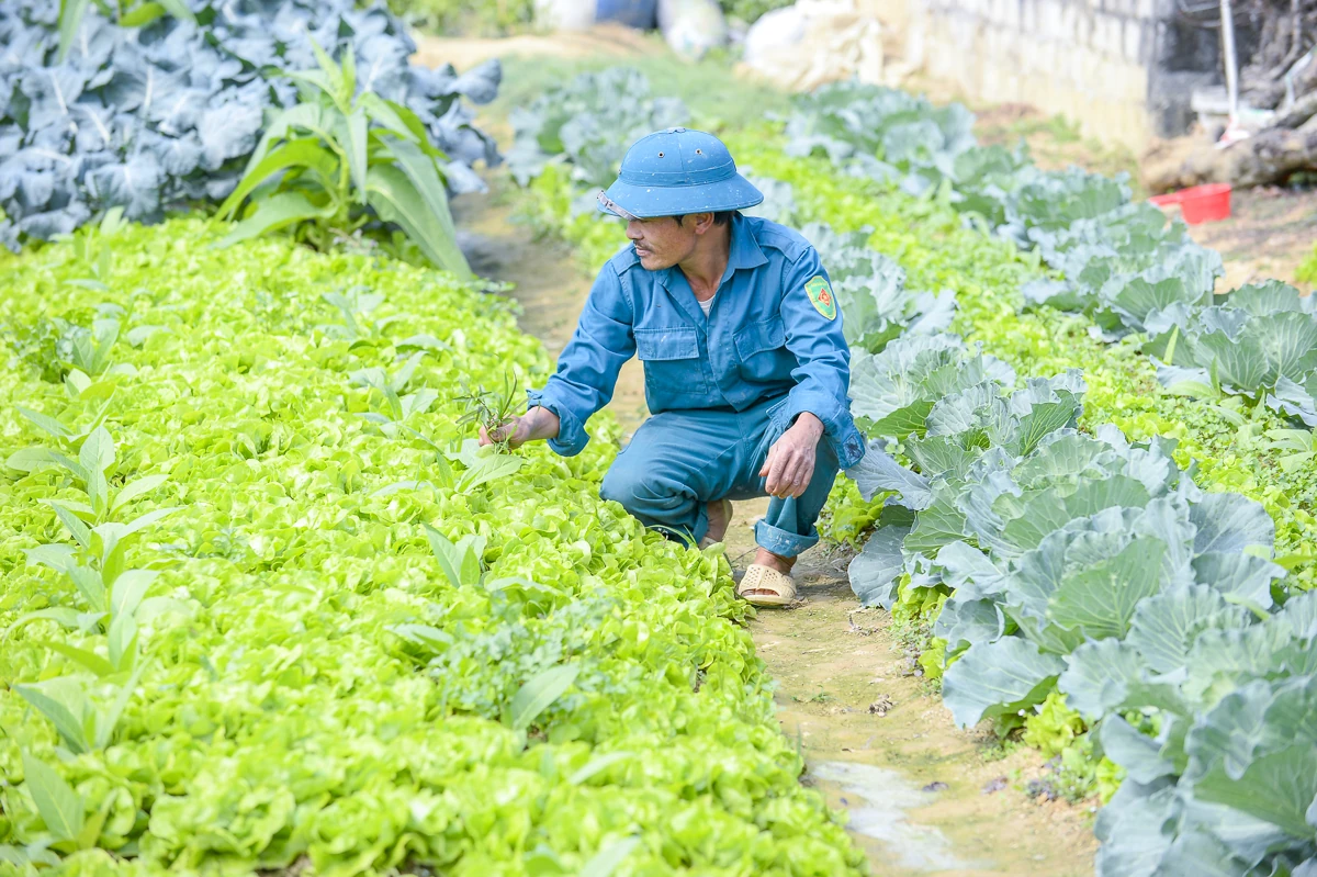 Đào chết sau mưa bão, người dân Quảng Chính lo sinh kế vụ Tết