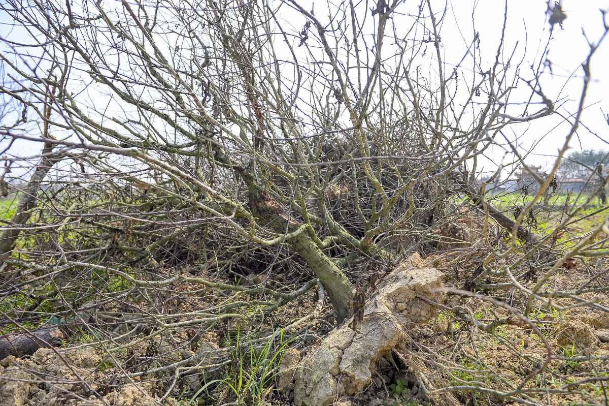 Đào chết sau mưa bão, người dân Quảng Chính lo sinh kế vụ Tết