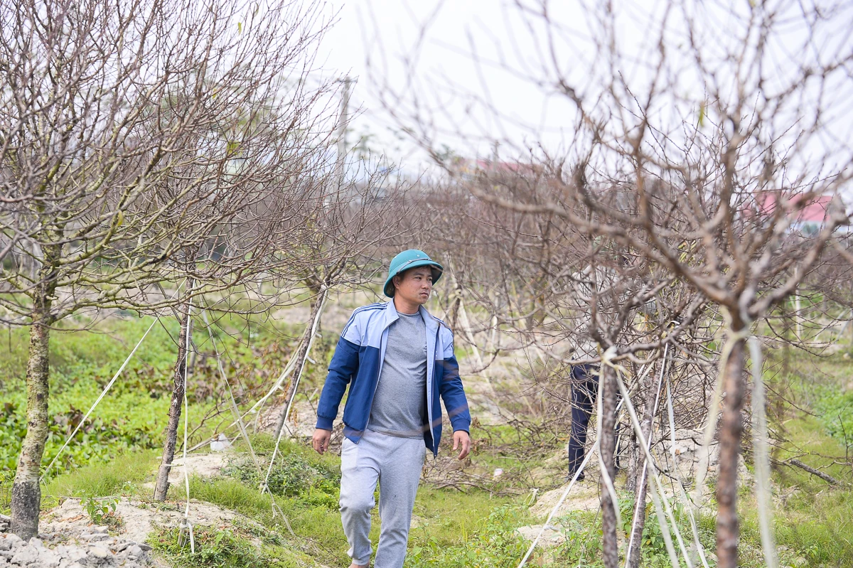 Đào chết sau mưa bão, người dân Quảng Chính lo sinh kế vụ Tết