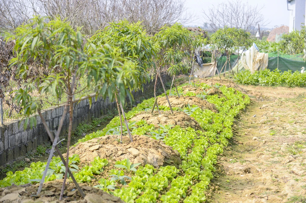 Đào chết sau mưa bão, người dân Quảng Chính lo sinh kế vụ Tết