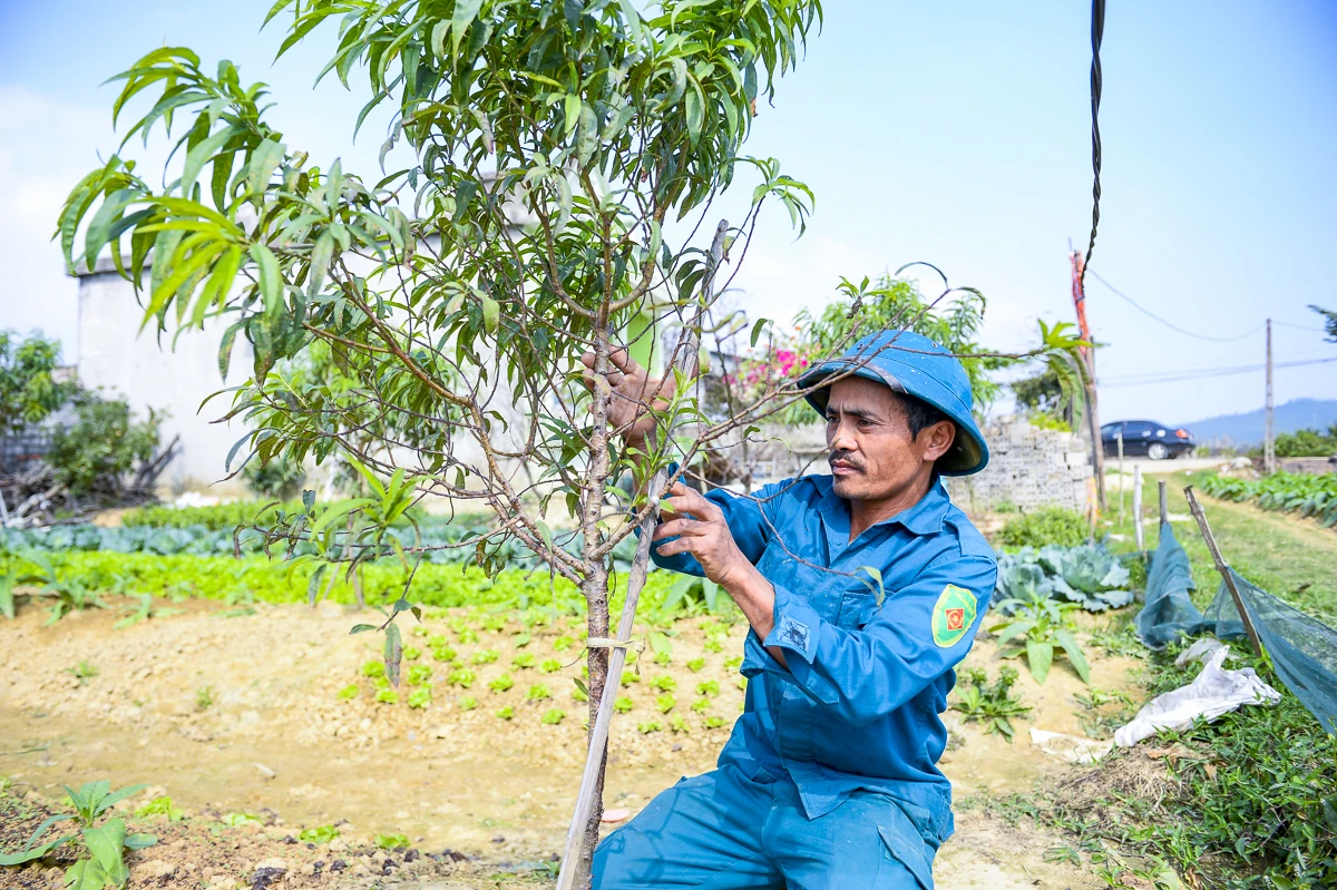 Đào chết sau mưa bão, người dân Quảng Chính lo sinh kế vụ Tết