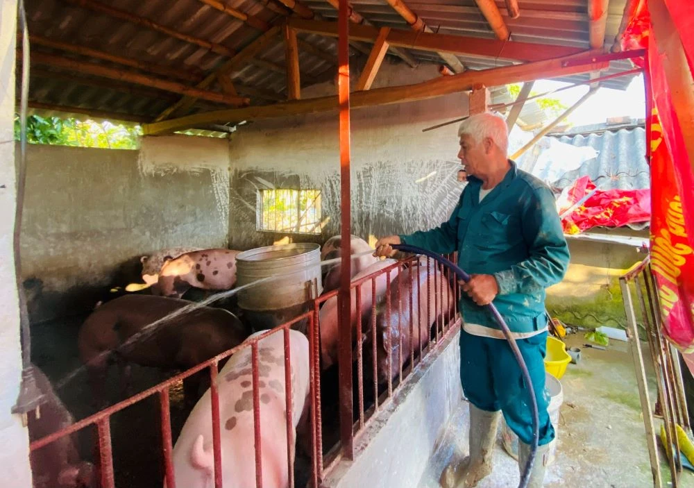 Giá thịt lợn tăng mạnh và sức ép thị trường dịp cuối năm