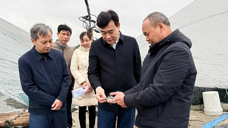 Tiên phong ứng dụng công nghệ cao, làm giàu từ nuôi tôm