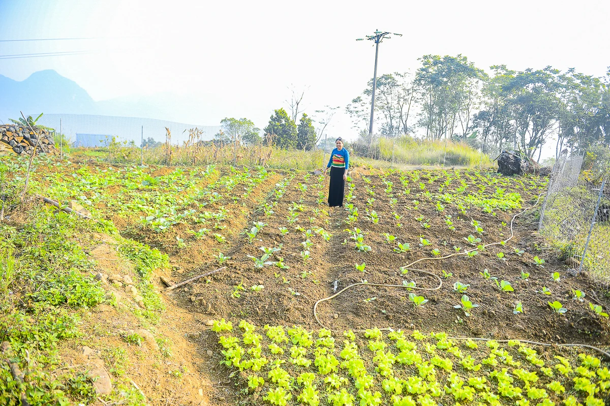 Rau an toàn Pù Luông - sinh kế nhỏ giữa vùng du lịch sinh thái