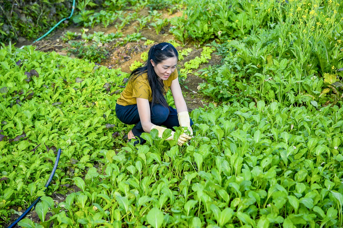 Rau an toàn Pù Luông - sinh kế nhỏ giữa vùng du lịch sinh thái