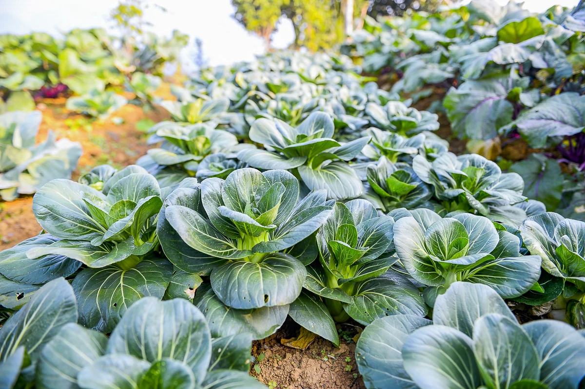 Rau an toàn Pù Luông - sinh kế nhỏ giữa vùng du lịch sinh thái