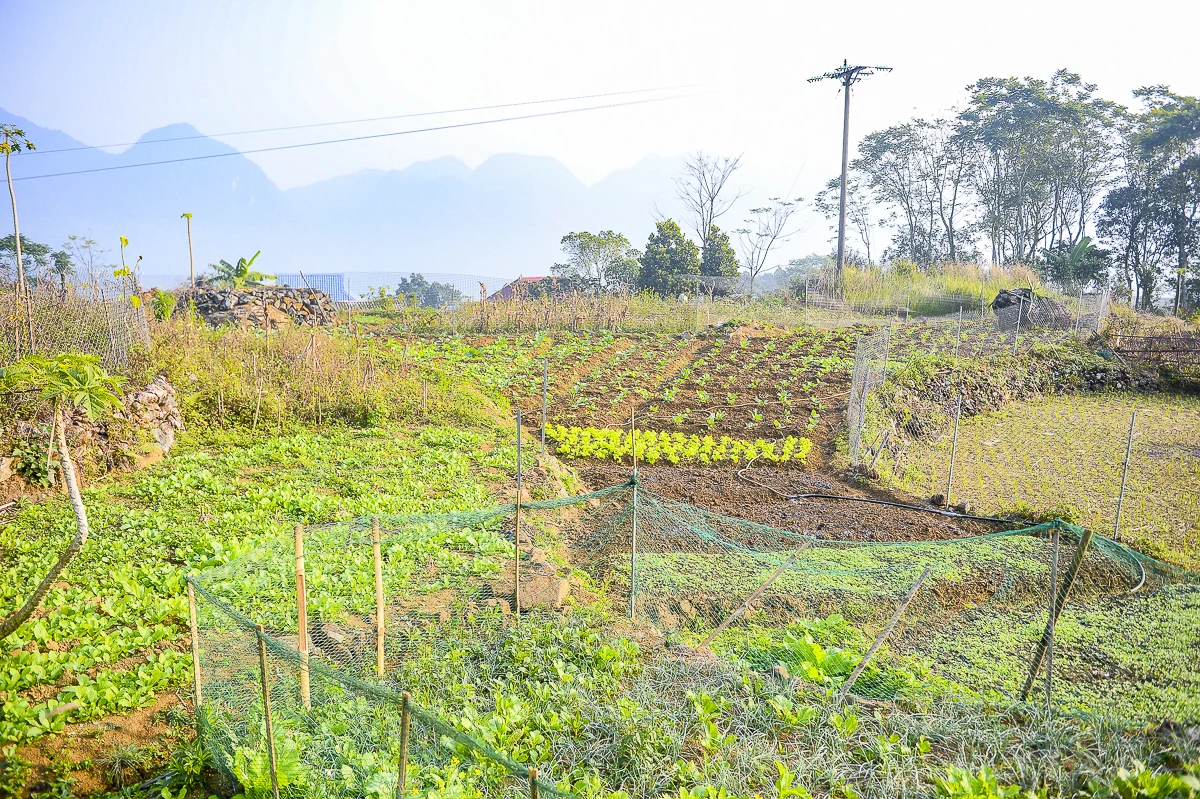 Rau an toàn Pù Luông - sinh kế nhỏ giữa vùng du lịch sinh thái
