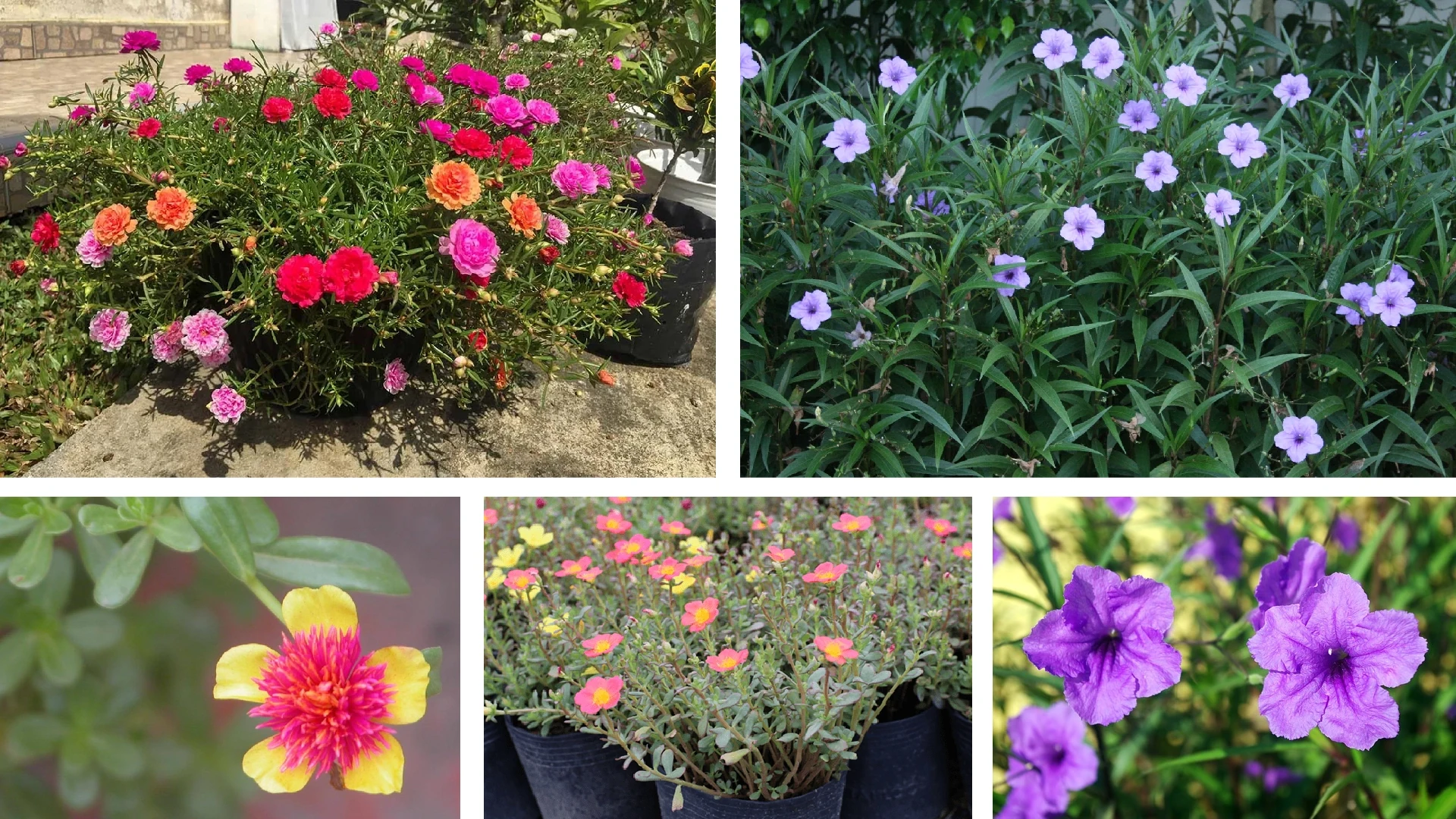 [E-Magazine]: Hoa trong ngõ vắng