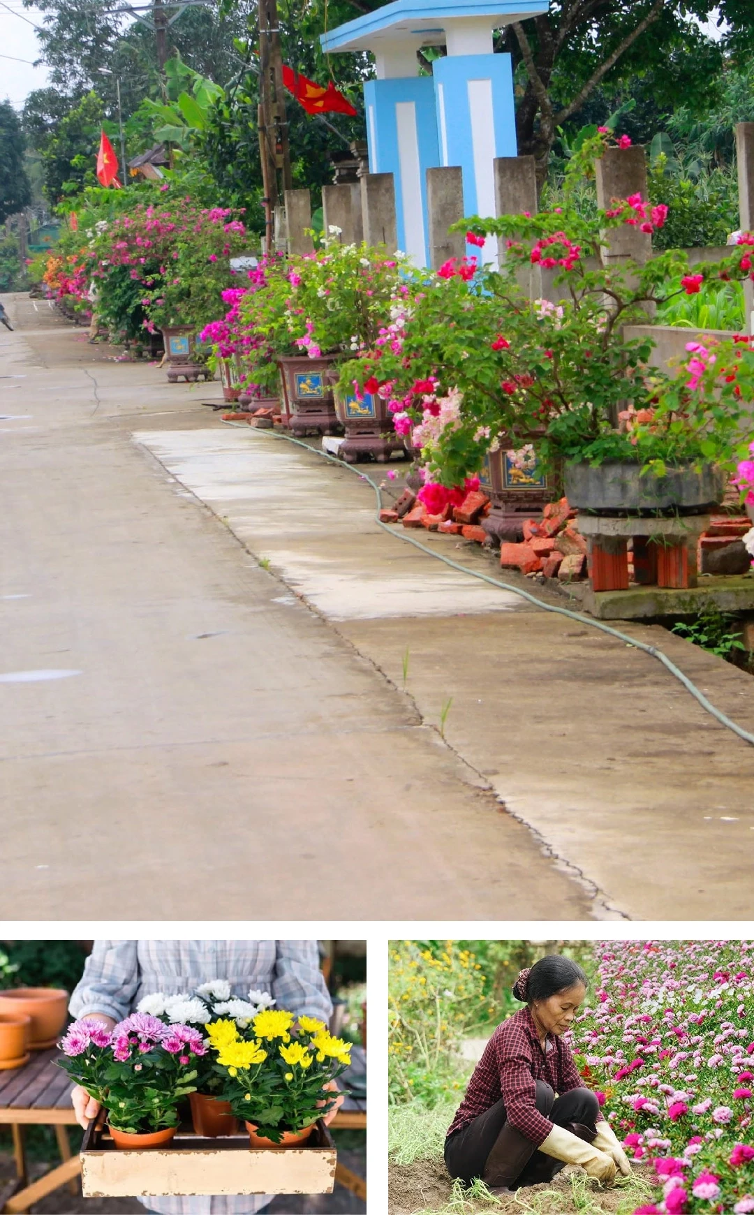 [E-Magazine]: Hoa trong ngõ vắng