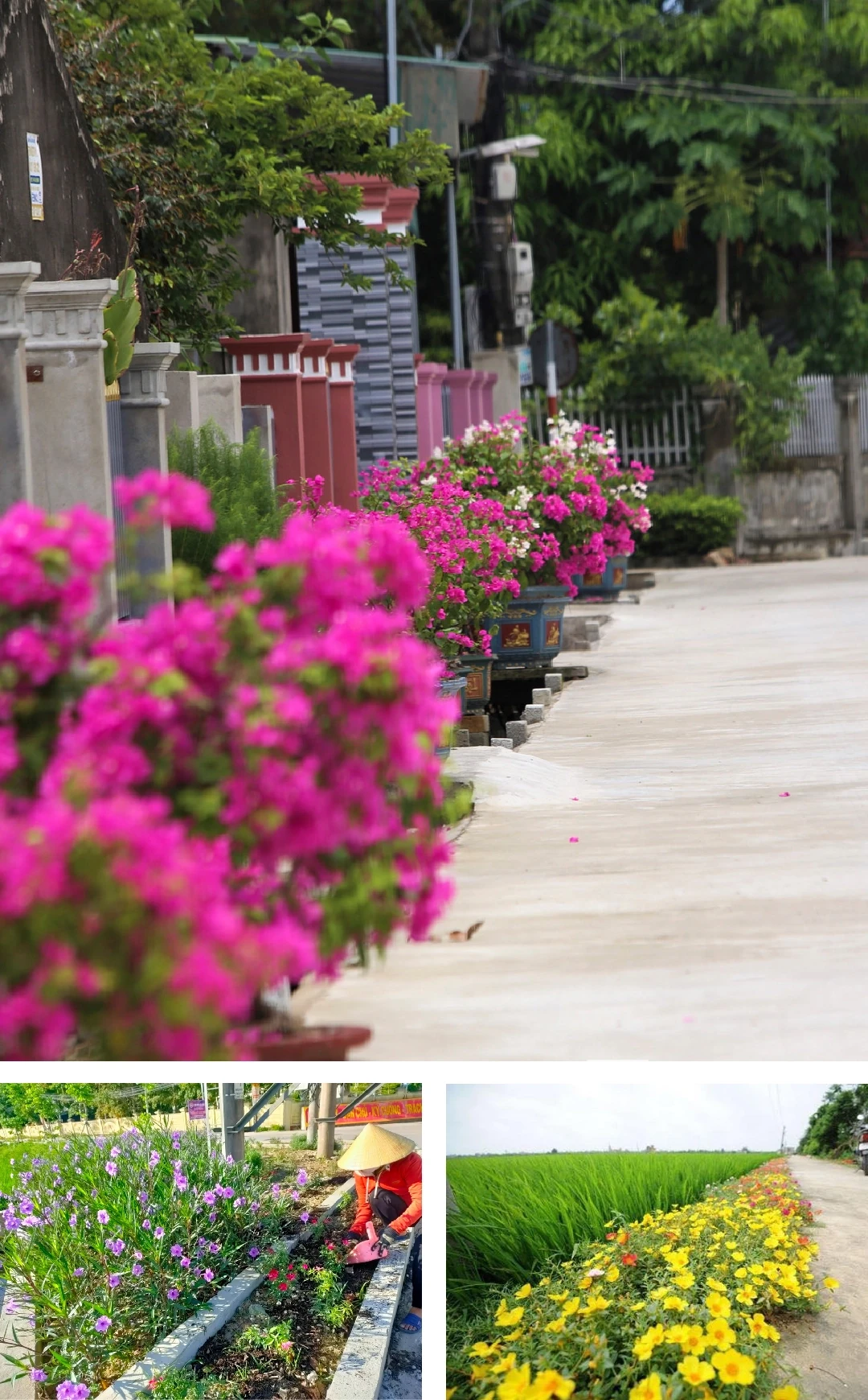 [E-Magazine]: Hoa trong ngõ vắng