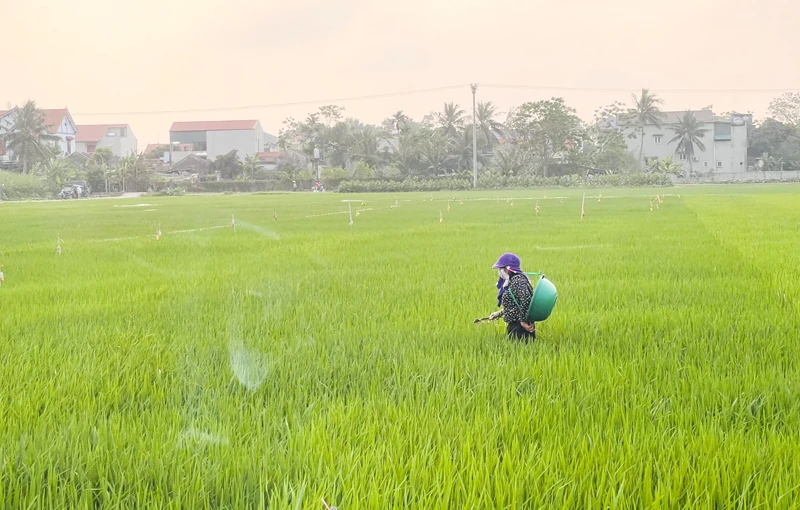 Phòng trừ sâu bệnh bảo vệ lúa vụ xuân