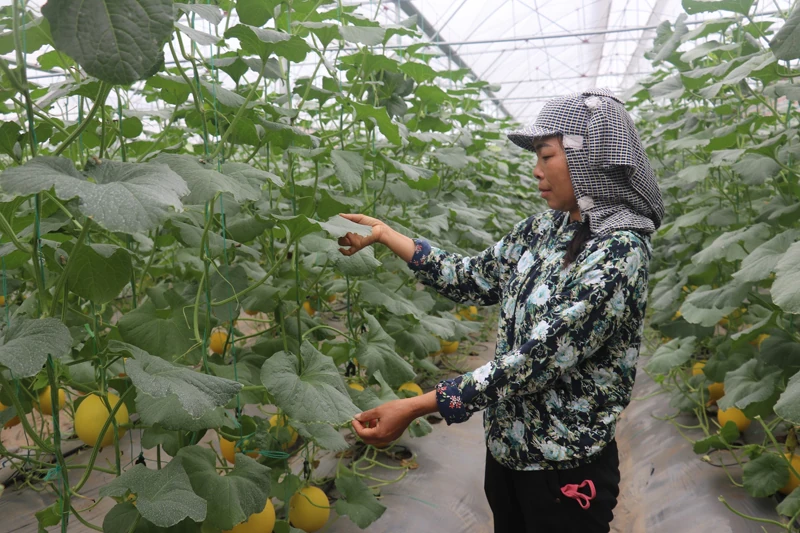 Tích cực ứng dụng khoa học - kỹ thuật trong trồng trọt
