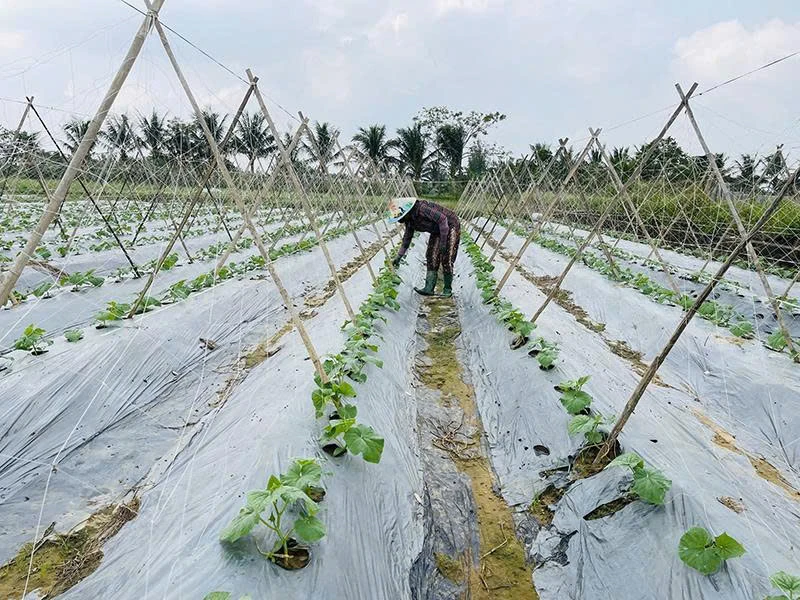 Tư duy mới trên những cánh đồng cũ
