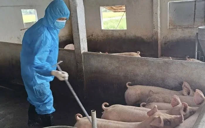 Tăng cường công tác phòng, chống bệnh dịch tả lợn Châu Phi