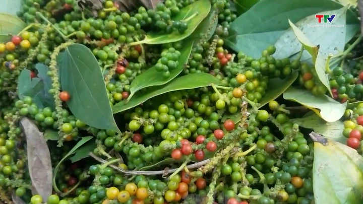 Xuất khẩu hồ tiêu tăng mạnh