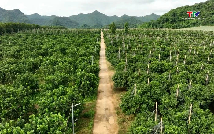 Tập trung ruộng đất phát triển nông nghiệp hàng hóa