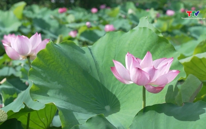 Ký sự: Chuyện của lá sen