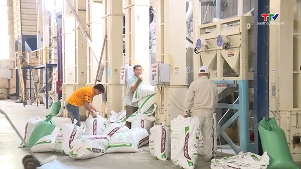 Nguồn cung dồi dào, xuất khẩu gạo Việt Nam bước vào cuộc đua mới