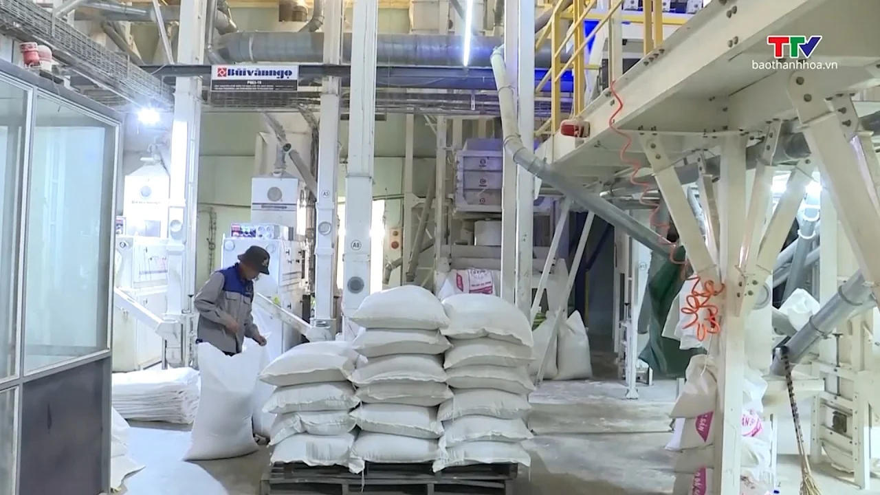 Giá gạo xuất khẩu tăng