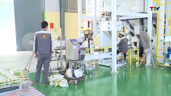 Thị trường gạo Việt Nam trước nhu cầu nhập khẩu từ Philippines