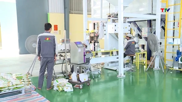 Xuất khẩu gạo Việt Nam đạt gần 3 tỷ USD trong 8 tháng đầu năm